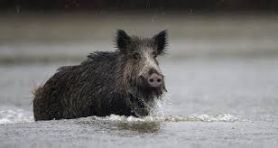 En ce qui concerne son cri, on lui attribue différents termes. Tout Savoir Sur Les Degats De Gibier Aux Cultures Fnc