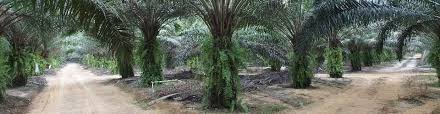 Sime darby plantation presenters mohd nairul naim bin abd rahim ega150021 rupah devi a/p palaniandi ega140059 abdul hameed abdul kareem ega140030 lee shee lan ega150027 hengameh pourjafari kasmaei ega140054 furthermore, it operates. Plantation Jobs In Malaysia Job Vacancies May 2021 Jobstreet