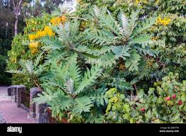 Image result for Bocconia arborea
