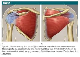 This is because the tendon is located atop the humeral head and beneath. Ultrasound Leadership Academy Intro To Shoulder Evaluation Em Curious