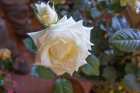 Artem saranin 1.8k followers · russia. 2 White Roses White Love Rose