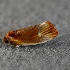 Image result for Monanthotaxis ferruginea