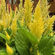 Image result for Celosia nervosa