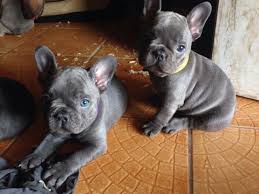 We are located in the sunny heaven of west palm beach florida. Blue French Bulldogs For Sale In Miami Florida Classified Americanlisted Com
