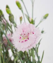 List of 91 best ine meaning forms based on popularity. Feder Nelke Ine Dianthus Plumarius Ine Gunstig Online Kaufen