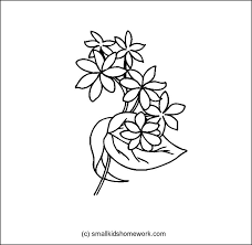 Here is a coloring sheet of jasmine, a highly fragrant tropical flower. Simple Jasmine Flower Drawing Novocom Top