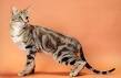 Sokoke Forest Cats | Sokoke Forest Cat Breed Info ...
