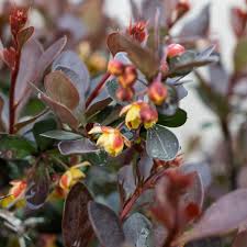 Image result for Barberry