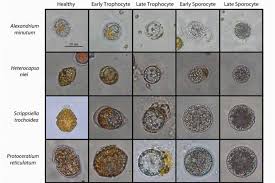 Image result for Alectra parasitica