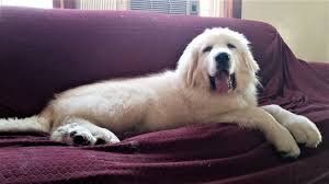Maybe you would like to learn more about one of these? Wells Providence Great Pyrenees Puppies Superior Breeder Of Purebred Akc Registered Great Pyrenees Puppies For Sale In Silex Missouri Genuine Great Pyrenees Breeder With Verified Reviews This Breeder Strives To Provide