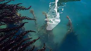 The italian coast guard said the presence of dolphins so close to the historic centre of venice was highly unusual. Venice Canals Are Clear Enough To See Fish As Coronavirus Halts Tourism In The City Abc News