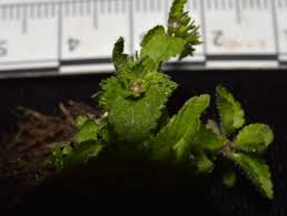 Image result for Veronica javanica