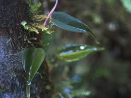 Image result for Calvoa