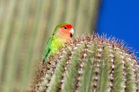 We did not find results for: When It Gets Too Hot Phoenix S Lovebirds Turn To Air Conditioning Audubon
