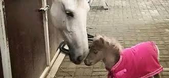 Goza de hasta el 45% de descuento falabella en televisores y más ✅ abril 2021 ⏳ ⇾. Falabella Horse Told By Club Cavallo Italia For You
