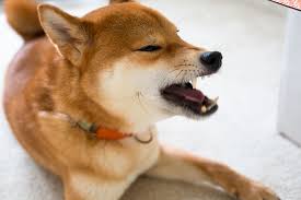 We did not find results for: Shiba Inu Temperament Other Things You Should Know About