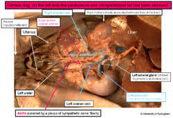 This section contains different female models with multiple various different body types. Renal Anatomy Anatomy Physiology Wikivet English