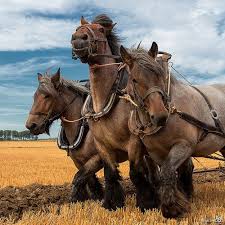 Among all belgian draft horses, petra is the strongest. The Uk Home Of The Belgian Draft Horse Home Facebook