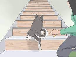 Old Dog Fell Down Stairs Yasserchemicals Com