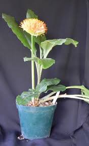 Image result for Scadoxus