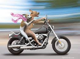 Fake Man Fakeman9001 Twitter Biker Dog Funny Animals Lucky Dogs