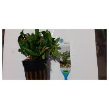 Image result for Nesaea crassicaulis