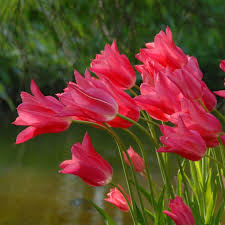 Mariette about 1 month ago. Tulpe Mariette Tulipa Fluwel