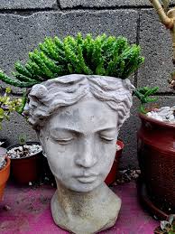 Medusa Plant, Euphorbia Flanaganii Medusa Head, Rare Succulent.
