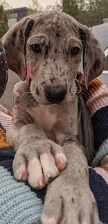 They are moderately playful, affectionate and good with children. Great Dane Puppy Paws Album On Imgur