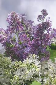 Lilac Companion Plants What To Plant With Lilac Bushes Lilac Bushes Lilac Gardening Companion Planting