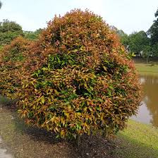 Image result for Syzygium rowlandii