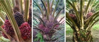 A mainly hakka community, many people still communicate using the hakka dialect. Duri Kelapa Sawit In English