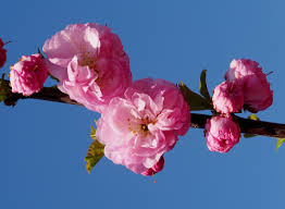 Image result for mandloň trojlaločná