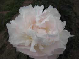Camillia White Peony Fabulous Flower Fabulous Fragrance Bare Root Peonies Planting Peonies White Flowers