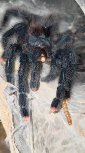 Image result for Acompsia subpunctella