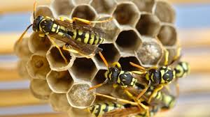 Bee venom as a cure for cancer: Is the buzz real? | MDLinx