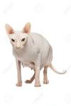 Sphynx Kittens For Sale by Reputable Breeders | Pets4You