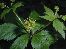 Image result for Sanicula