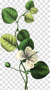 Image result for Telosma africana