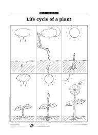 Maybe you would like to learn more about one of these? Life Cycle Of A Plant Scholastic Shop