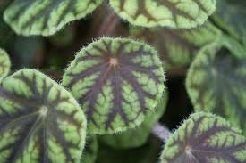 Image result for Begonia quadrialata
