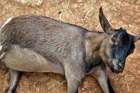 Goat Bloat Symptoms Treatment And Prevention Backyard Goats
