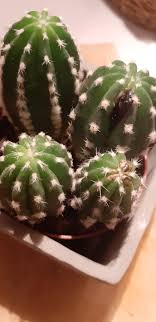 Blackspot i treated the plant with required spray. What Is This Black Spot On My Cactus Plantclinic