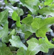 Image result for Hedera