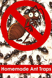 Target sugar ants, fire ants, and more with a homemade ant killer. Homemade Ant Traps