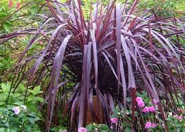 Image result for Cordyline