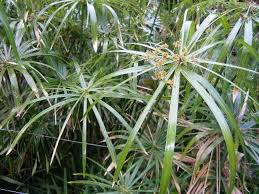 Image result for Cyperus mapanioides
