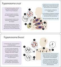 Ici, ça contient toutes les solutions de pro des mots 116 avec une bonne liste de mots bonus. Update On Relevant Trypanosome Peptidases Validated Targets And Future Challenges Sciencedirect