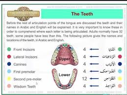 25 Organized Tajweed Chart