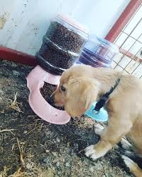 Otomatik Yemlik Ve Suluklarimiz Evlerde Marmara Pet Shop Facebook